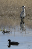 Grey heron (Ardea cinerea)