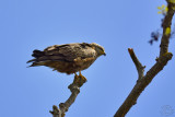 Red Kite (Milvus milvus) 1