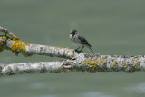 Spotted Flycatcher (Muscicapa striata)