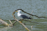 European Herring Gull (Larus argentatus)