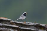 Wagtail (Motacilla alba)