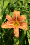 Orange Lily (Lilium Bulbiferum)
