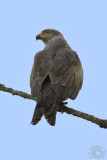 Black Kite (Milvus migrans)