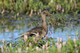 Female Mallard (Anas Platyrhynchos)