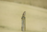 Common Kestrel (Falco tinnunculus)