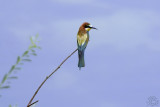 European Bee-eater (Merops Apiaster)