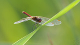 Male Red-veined Darter (Sympetrum Fonscolombii)