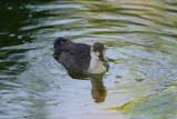 Baby coot (Fulica atra) growing up !