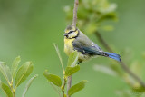 Eurasian Blue tit (Cyanistes caeruleus)