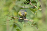 Eurasian Blue tit (Cyanistes caeruleus)