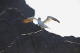 Young Northern Gannet (Morus Bassanus)