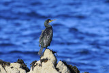 European Shag (Phalacrocorax Aristotelis)