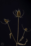 Dried thistles