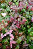 <B>Ice Storm</b> *