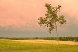 After the Tornado