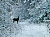 Fresh Snow