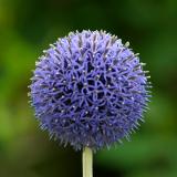 Echinops Ritro *