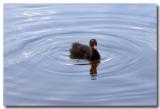 Little Black Duck *