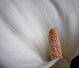 Lily *
