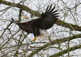 Landing
