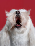 5th Place<br>Sammy<br>by Debbi_in_California