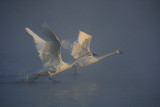 1st Place<br>Taking Flight<br>by DaveV (aka George Bailey)