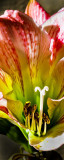 Flower Power