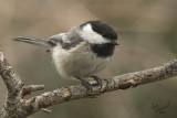 Chickadee