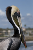 Pelican