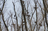 Great Blue Heron Rookery, Close-Up