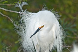 Snowy Egret In Breeding Plumage