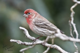 House Finch