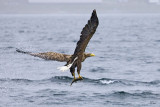 White Tailed Eagle(Sea Eagle)_U3V7518