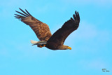 White Tailed Sea Eagle