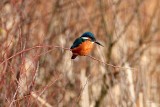 Kingfisher  IMG_0964