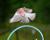 House Finch <))