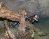 Ocelot Kittens