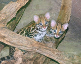 Ocelot Kittens