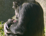 NC Zoo - Baby Chimp Ebi & Mother Tammy