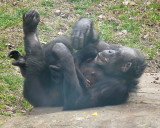 NC Zoo - Baby Chimp Ebi & Mother Tammy