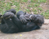 NC Zoo - Baby Chimp Ebi & Mother Tammy