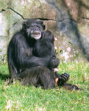 NC Zoo - Baby Chimp Nori with Ruthie