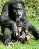 NC Zoo - Baby Chimp Nori with Ruthie