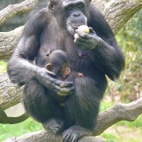 Tammy and Ebi - NC Zoo