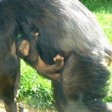 Ebi (f) 8 wk old Chimpanzee - NC Zoo