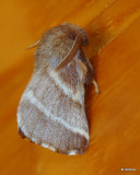 Eastern Tent Caterpillar Moth