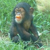 Chimpanzee - Ebi (f) - NC Zoo