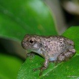 Baby Tree Frog - NC Zoo