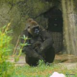 1 Day Old Baby Gorilla Bomassa