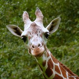 Giraffe - NC Zoo 
